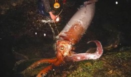 大王乌贼视频,大王乌贼的神秘世界揭秘